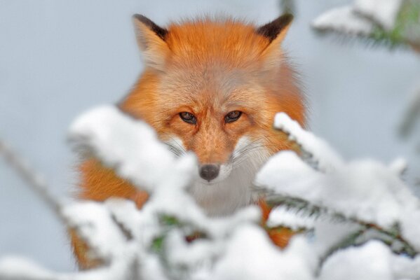 Der Blick eines Fuchses, der durch die verschneiten Zweige schaut