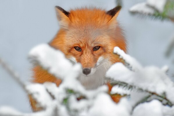 The gaze of a fox looking through snow-covered branches