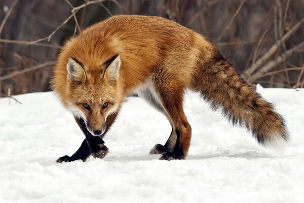 Zorro rojo en la nieve