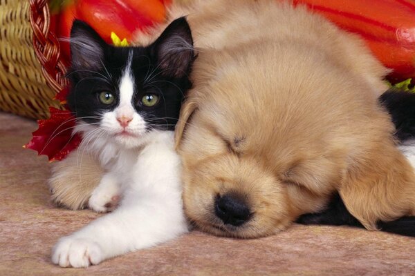 Котёнок и щенок- дружба на века