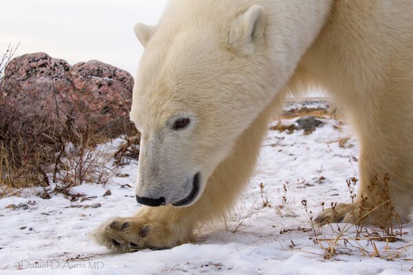 Ours polaire marchant dans la neige