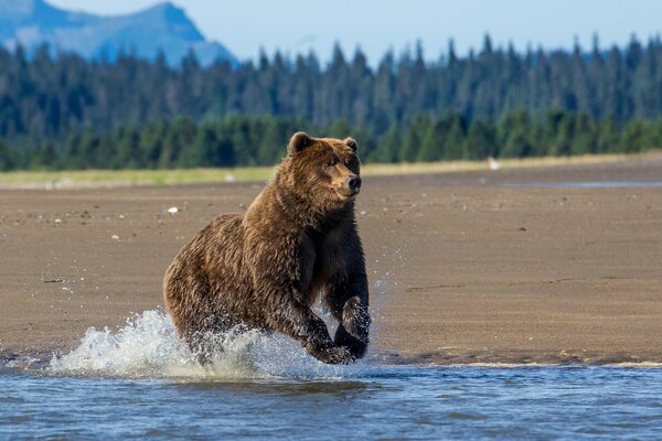 Braunbär läuft über den Fluss