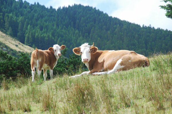Dos vacas yacen en la hierba en una zona montañosa