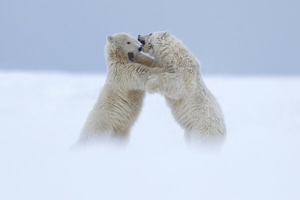 Two white bear cubs bite each other