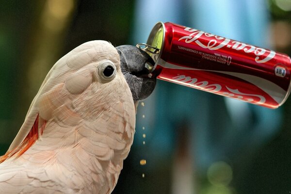 Parrot drinks soda from a can