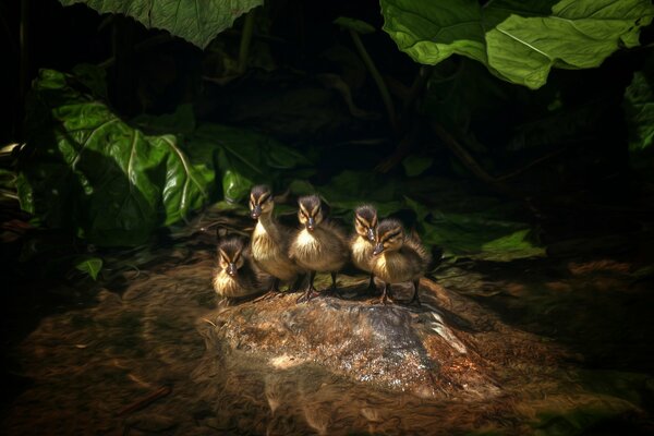 Patitos sentados en una piedra