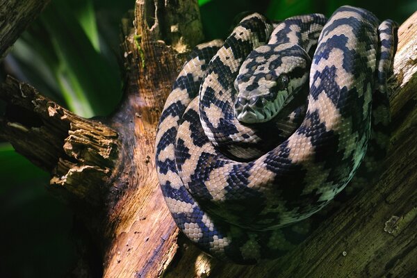 La serpiente duerme en un árbol