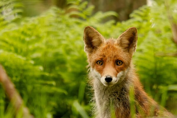 The wary gaze of a fox in the forest