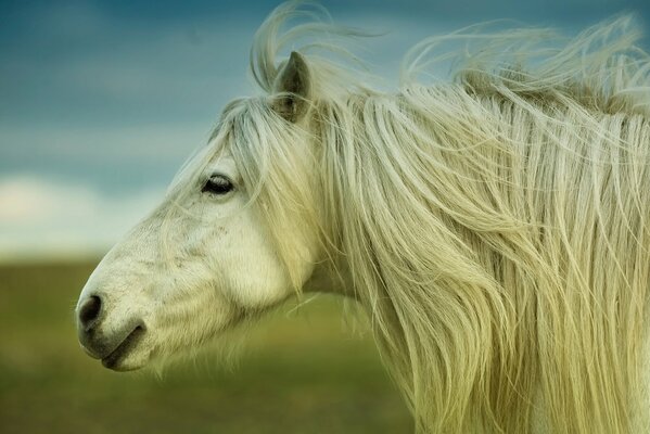 Retrato de un caballo blanco en el fondo