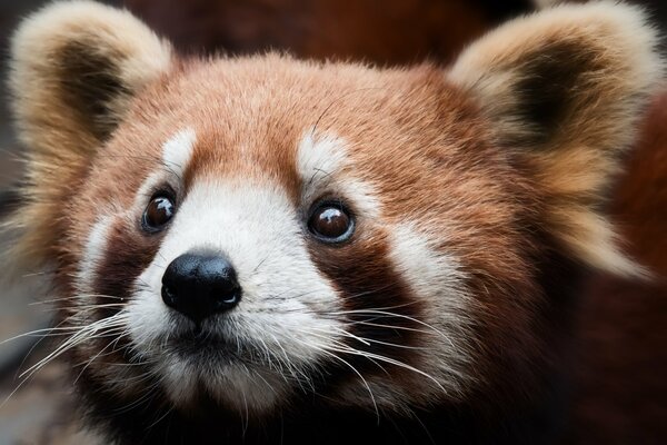 Faccia di Panda rosso primo piano