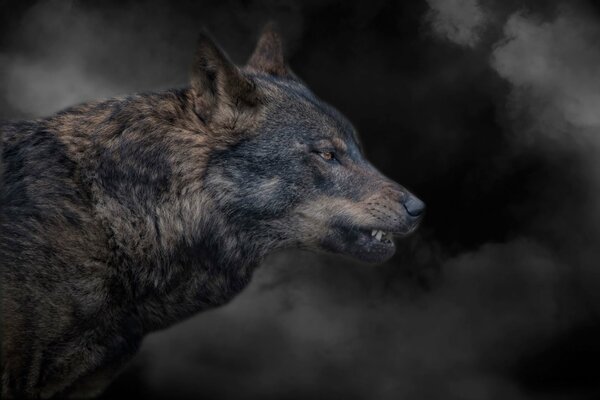 Picture of a wolf grinning in smoke