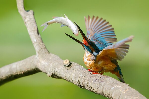 El pájaro se deleita con su captura