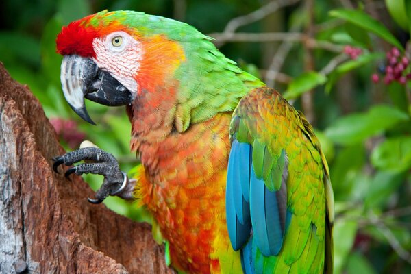 Perroquet coloré lumineux dans la jungle