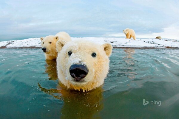 Mehrere Eisbären im Wasser und an Land