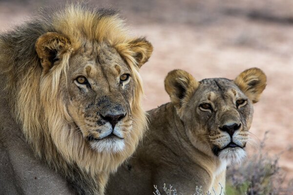 Leone e leonessa nel deserto