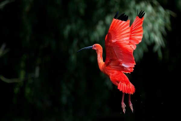 Hermosa envergadura porche de aves