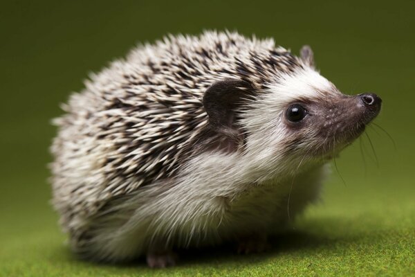 The study of hedgehogs at the physiological level. Close-up photo