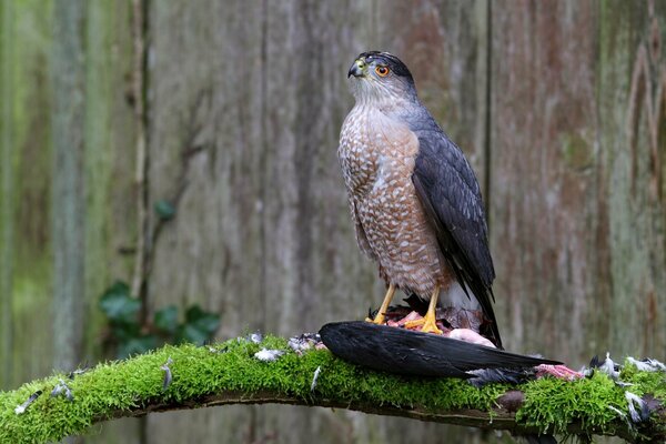 A hawk on a branch holds prey