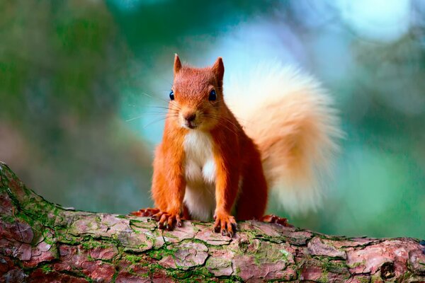 A red squirrel on a multicolored bark