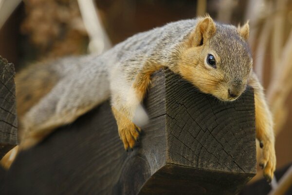 Funny squirrel on the lawn