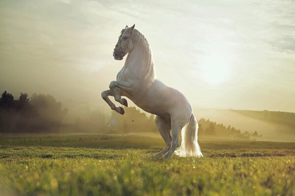 Caballo blanco retozando en el campo