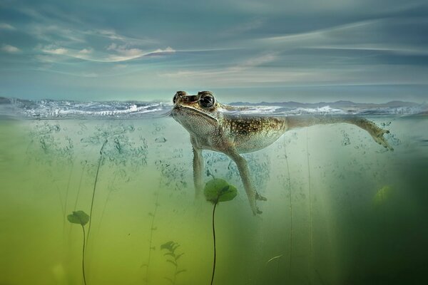 Ein einsamer Frosch auf der Wasseroberfläche