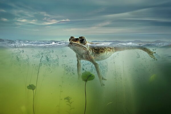 Rana solitaria en la superficie del agua