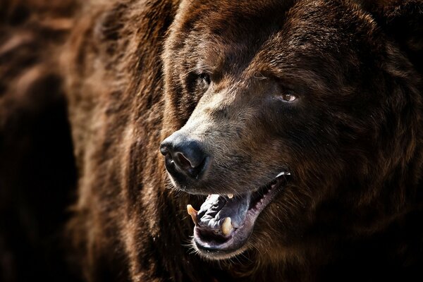 Hochwertiger Grizzlybär in der Natur