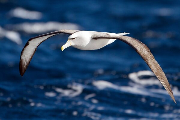 La envergadura del Albatros. Volando sobre el mar