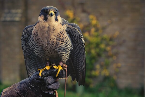 Tame predator falcon on the arm