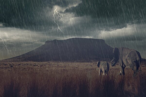 Elephant and baby elephant walk on the savannah in a thunderstorm