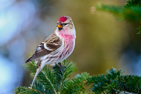 Vogelkäfig auf einem Ast eines Weihnachtsbaumes