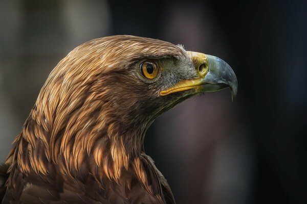 A bird of prey with a sharp beak