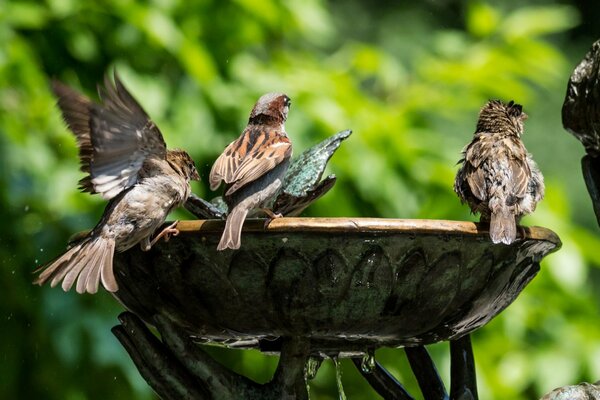 Young sparrows sitting by the fountain