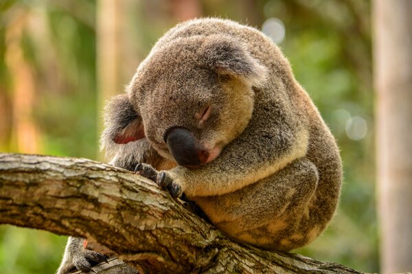 Il koala dorme dolcemente su un ramo