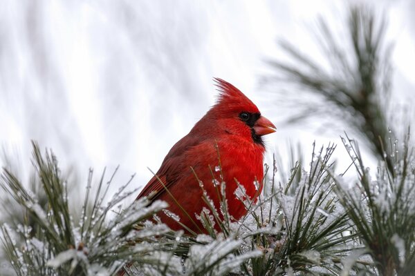 Rouge sur blanc Birdie cardinal