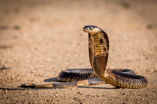 The position of the cobra or snake before the attack