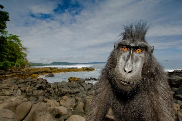 Una scimmia con una bella acconciatura si siede sulla riva