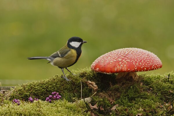 A tit sits next to a fly agaric