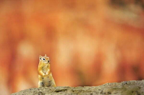 Red squirrel on a bright background