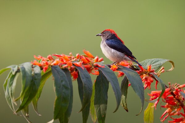 A beautiful bird on a flowering branch