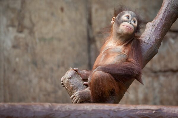 Monkey on a tree in the zoo