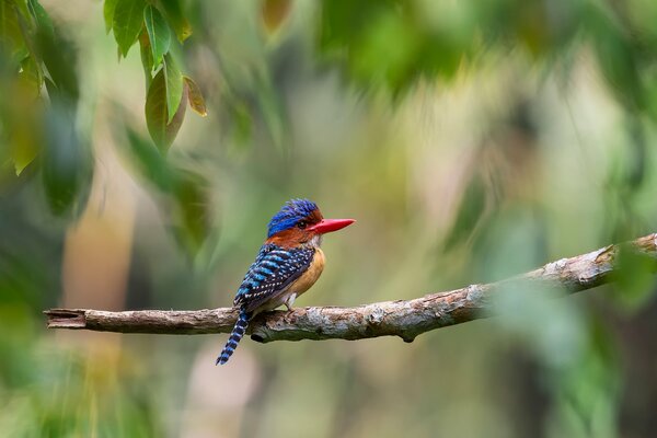 Malaysia. Striped kingfisher on a branch in the jungle