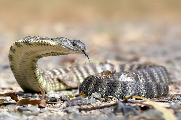 Tiger snake in nature during macro filming