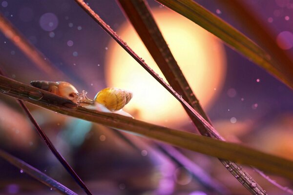 Rencontre de deux escargots sur une branche