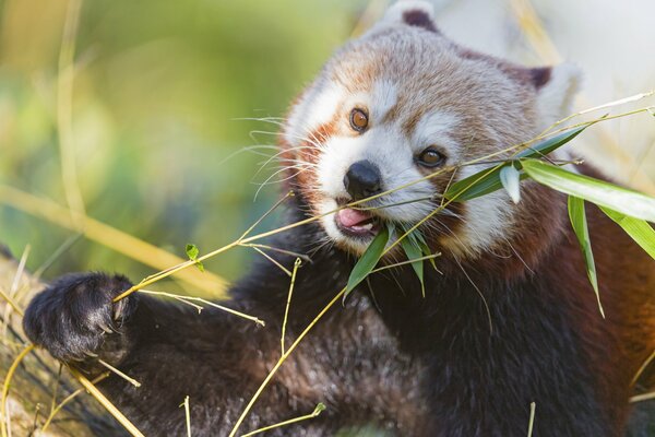 Panda rouge mâche un brin de bambou