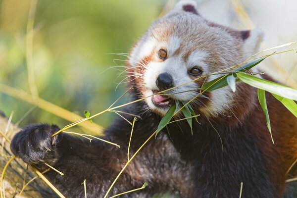 Panda rosso che mastica un rametto di bambù