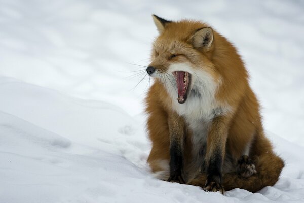 Roter Fuchs auf Schnee Hintergrund