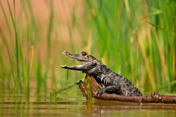 Krokodil mit offenem Mund im Wasser