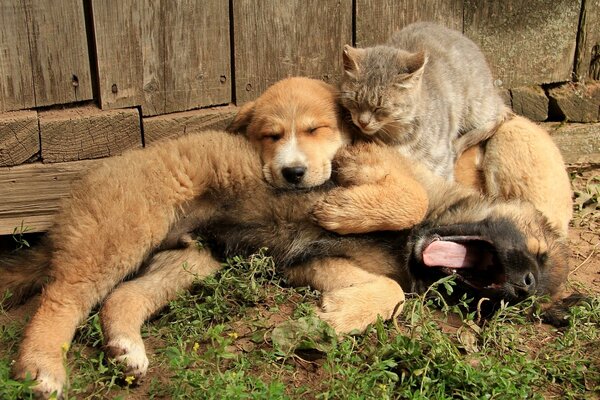 A dog and a cat are lying on a large dog